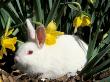 Pet Domestic New Zealand Rabbit And Daffodil Flower by Lynn M. Stone Limited Edition Print