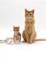 Domestic Cat, Red Burmese Male Cat With His Red-And-White Female Kittens by Jane Burton Limited Edition Print