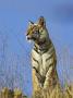 Tiger, Viewed From Below, Bandhavgarh National Park, India by Tony Heald Limited Edition Print