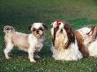 Two Shih Tzus, One Has Been Clipped And The Other With Groomed Long Hair by Adriano Bacchella Limited Edition Print