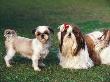 Two Shih Tzus, One Has Been Clipped And The Other With Groomed Long Hair by Adriano Bacchella Limited Edition Pricing Art Print