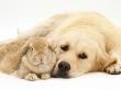 Sandy Lop Rabbit Resting With Golden Retriever Bitch by Jane Burton Limited Edition Pricing Art Print