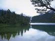 Trees Along River, Chile by Michael Brown Limited Edition Print