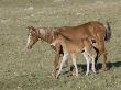 Sorrel Mare With Chestnut Filly, Pryor Mountains, Montana, Usa by Carol Walker Limited Edition Print