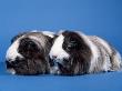 Two Sheltie Guinea Pigs by Petra Wegner Limited Edition Print