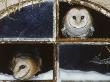 Barn Owls Looking Out Of A Barn Window Germany by Dietmar Nill Limited Edition Print