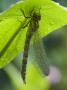 Brown Hawker Aeshna Dragonfly Newly Emerged Adult Sheltering From Rain, West Sussex, England, Uk by Andy Sands Limited Edition Print