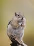 Golden-Mantled Ground Squirrel Rocky Mountain National Park, Colorado, Usa by Rolf Nussbaumer Limited Edition Print