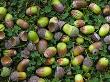 English Oak Tree Acorns On Forest Floor, Belgium by Philippe Clement Limited Edition Print