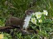 Weasel Sniffing The Air, Uk by Andy Sands Limited Edition Print