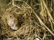 Harvest Mouse Looking Out Of Ground Nest In Corn, Uk by Andy Sands Limited Edition Print