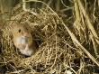 Harvest Mouse Looking Out Of Ground Nest In Corn, Uk by Andy Sands Limited Edition Pricing Art Print