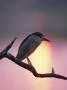 Black Crowned Night Heron Sunset, Keoladeo Ghana Np, Bharatpur, Rajasthan, India by Jean-Pierre Zwaenepoel Limited Edition Print