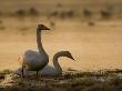 Two Whooper Swans, Hornborgasjon Lake, Sweden by Inaki Relanzon Limited Edition Print