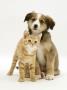 British Shorthair Red Tabby Kitten Sitting With Sable Border Collie Pup by Jane Burton Limited Edition Print