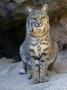 American Bobcat Portrait, Sitting In Front Of Cave. Arizona, Usa by Philippe Clement Limited Edition Print