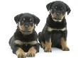 Two Rottweiler Pups, 8 Weeks Old by Jane Burton Limited Edition Pricing Art Print