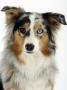 Blue-Merle Australian Shepherd Portrait With Odd Eyes by Petra Wegner Limited Edition Print