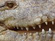 American Crocodile Close-Up Of Mouth And Teeth, Costa Rica by Edwin Giesbers Limited Edition Print