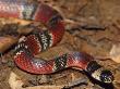 False Coral Snake, Costa Rica by Edwin Giesbers Limited Edition Print
