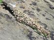 English Stonecrop Growing In A Crack In A Rock In The Spanish Pyrenees, Catalonia by Inaki Relanzon Limited Edition Print