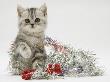 Silver Tabby Kitten With Silver Tinsel And Red Berry Christmas Decoration by Jane Burton Limited Edition Pricing Art Print