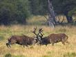 Red Deer Stags Fighting, Dyrehaven, Denmark by Edwin Giesbers Limited Edition Print