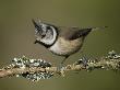 Crested Tit Perched On Lichen Covered Twig, Cairngorms, Scotland by Andy Sands Limited Edition Print