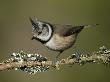 Crested Tit Perched On Lichen Covered Twig, Cairngorms, Scotland by Andy Sands Limited Edition Print