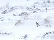 Snow Bunting On Snow Covered Mountain Side, Cairngorms, Scotland, Uk by Andy Sands Limited Edition Print