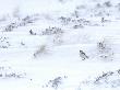 Snow Bunting On Snow Covered Mountain Side, Cairngorms, Scotland, Uk by Andy Sands Limited Edition Pricing Art Print