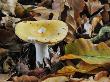 Geranium Brittlegill Fungus Among Fallen Beech Leaves In Autumn, Belgium by Philippe Clement Limited Edition Pricing Art Print