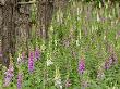 Foxgloves Flowering In Coastal Woodland, Norfolk, Uk by Gary Smith Limited Edition Print