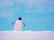 Gentoo Penguin On Snowline. Antarctica by Edwin Giesbers Limited Edition Print