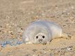 Grey Seal Pup On Beach Lying Beside Plastic Twine, Blakeney Point, Norfolk, Uk, December by Gary Smith Limited Edition Pricing Art Print