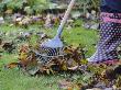 Gardener Raking Fallen Leaves With Lawn Rake, Uk, November 2008 by Gary Smith Limited Edition Pricing Art Print