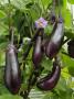 Home Grown Aubergines 'Money Makervariety' Ready For Picking, Growing In A Conservatory, Uk by Gary Smith Limited Edition Pricing Art Print