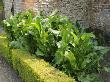 Horseradish Cultivated For Culinary Use In A Large Walled Garden, Norfolk, Uk by Gary Smith Limited Edition Pricing Art Print