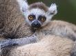 Ring-Tailed Lemur Baby On Mother's Back, Berenty Private Reserve, Southern Madagascar by Mark Carwardine Limited Edition Print