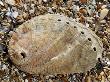 Abalone Common Ormer Lamellose Ormer Shell On Beach, Mediterranean, France by Philippe Clement Limited Edition Print