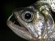 Freshly Caught Dogfish From The Aruazinho River, Amazonia, Brazil by Mark Carwardine Limited Edition Print