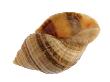 Dog Whelk Atlantic Dogwinkle Shell, Normandy, France by Philippe Clement Limited Edition Print
