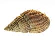 Netted Dog Whelk Shell, Normandy, France by Philippe Clement Limited Edition Print