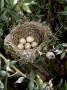 Blackcap Nest With Five Eggs, Hampshire, England, Uk by Andy Sands Limited Edition Print