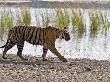 Bengal Tiger Walking By Lake, Ranthambhore Np, Rajasthan, India by T.J. Rich Limited Edition Print