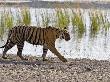 Bengal Tiger Walking By Lake, Ranthambhore Np, Rajasthan, India by T.J. Rich Limited Edition Pricing Art Print