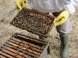 Beekeeper Inspecting Brood Chamber Of Honey Bee Hive Norfolk, Uk by Gary Smith Limited Edition Print