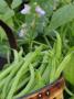 Dwarf Beans, 'Pongo' Harvested Crop In Rustic Trug With Plant And Flowers In Back, Norfolk, Uk by Gary Smith Limited Edition Pricing Art Print