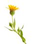 Wild Marigold Flower, Spain by Niall Benvie Limited Edition Print