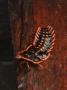 Trilobite Beetle Larva, Female, Mount Kinabalu, Sabah, Borneo by Tony Heald Limited Edition Print